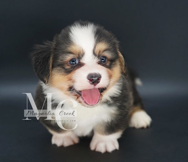 Fluffy Corgis