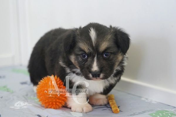 Fluffy Corgi puppy for sale