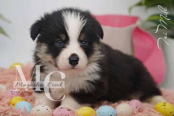 Pembroke puppies for sale
