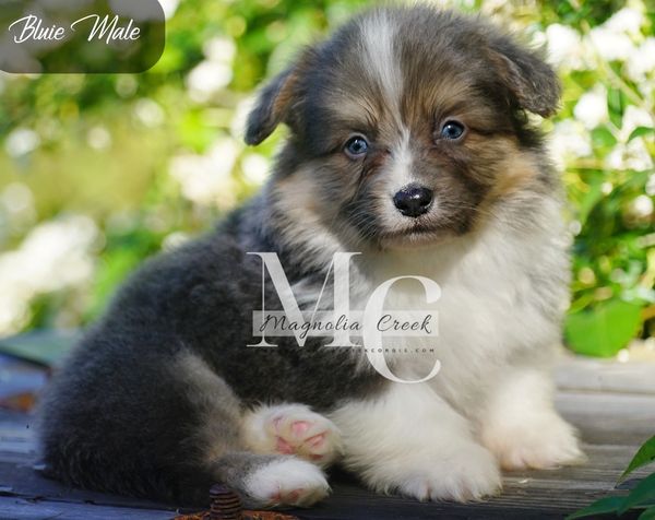 Fluffy corgis