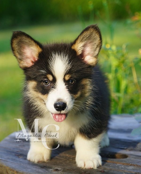 Pembroke corgis for sale