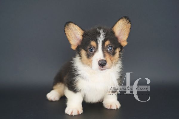 Pembroke Corgis for sale