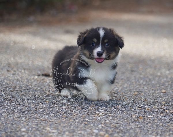 Fluffy Corgi puppy for sale.