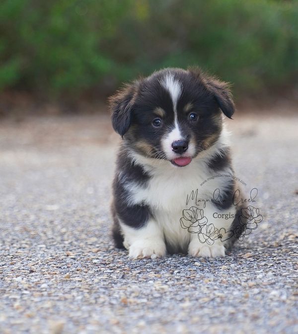 Fluffy Corgi puppy.