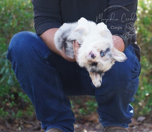 Blue merle fluffy corgi puppy