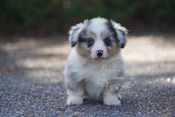 Fluffy Corgi