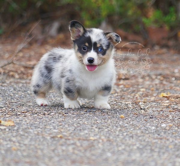 Blue Merle Corgis