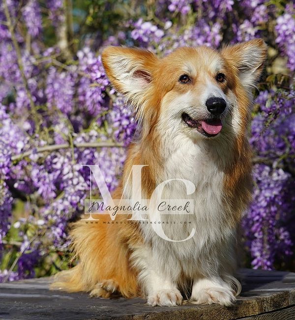 Fluffy corgi puppy breeder