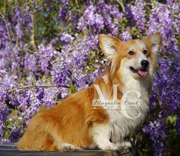 Best Fluffy corgi breeder.