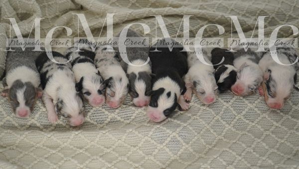 American Corgi litter