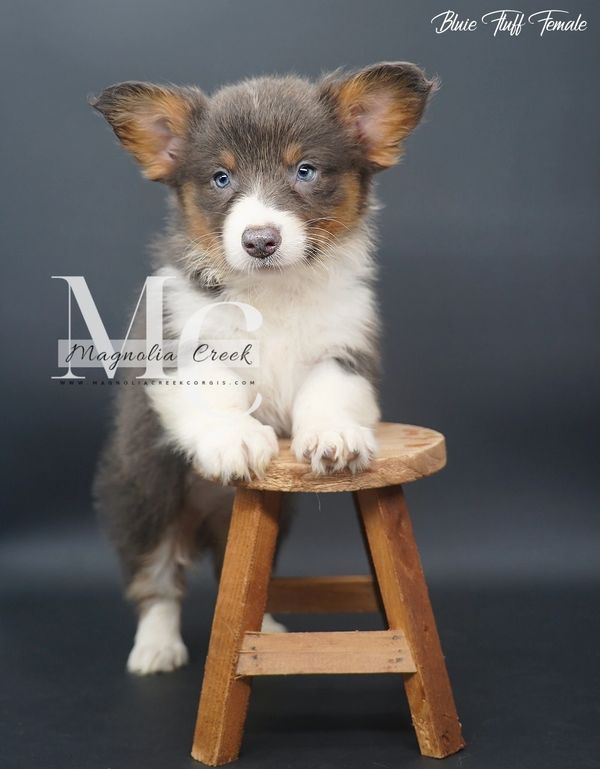 Corgi puppies