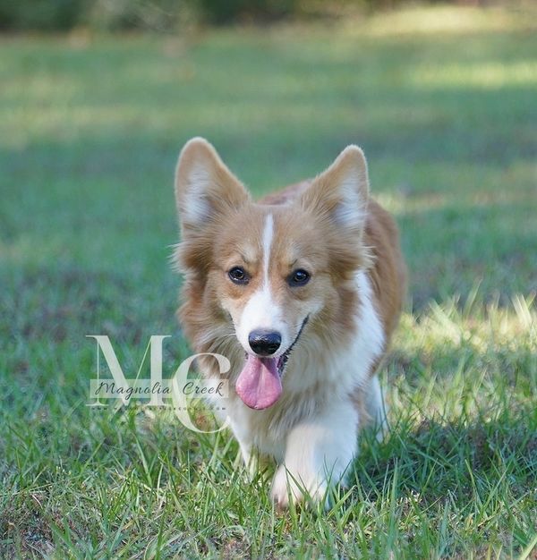 Fluffy Corgi