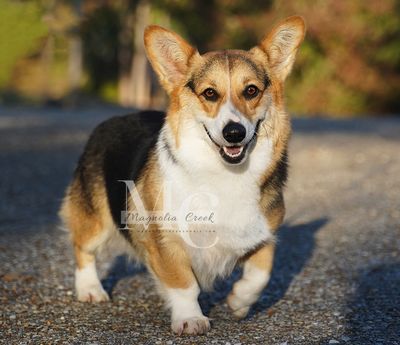 Corgi puppy for sale.