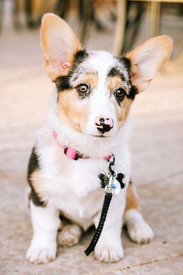 Blue Merle Corgis