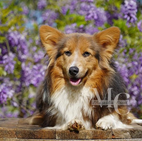 Fluffy Corgi breeder