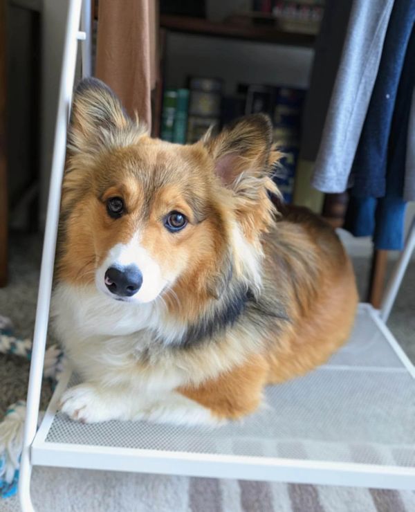 Fluffy Corgis
