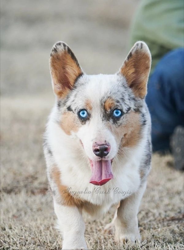 Blue merle corgi with blue eyes.