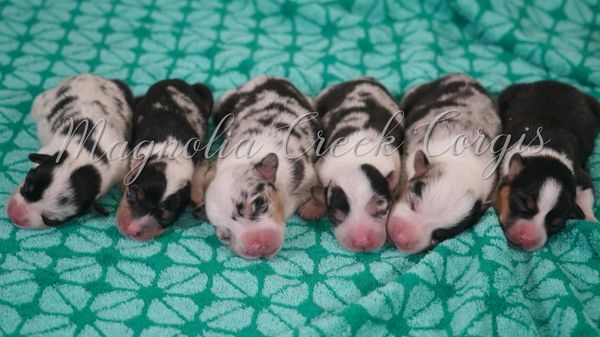 Blue Merle Corgi puppies