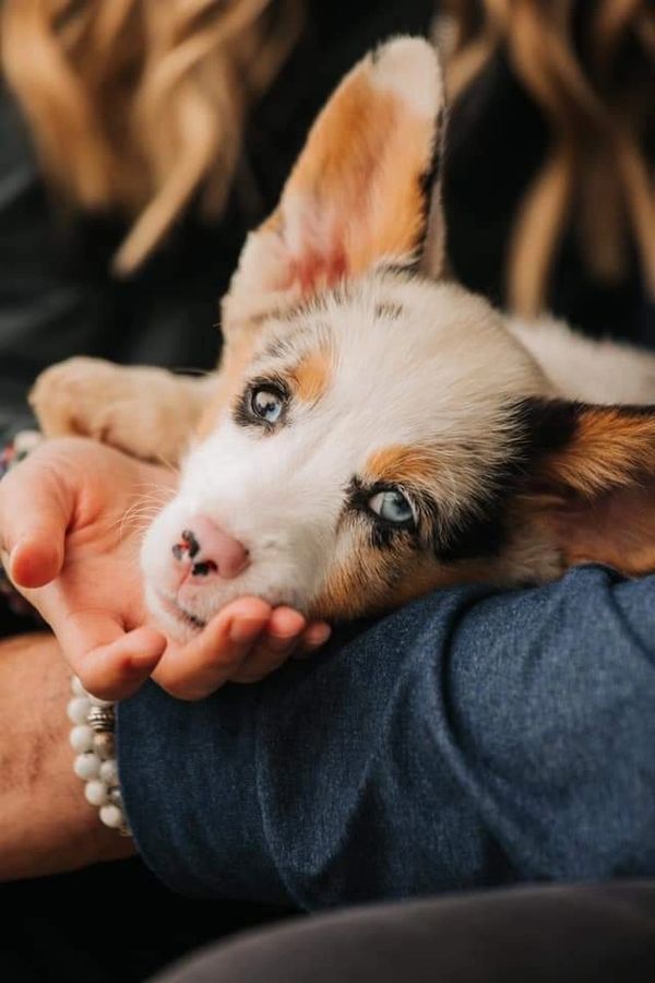 Blue Merle Corgi with blue eyes.