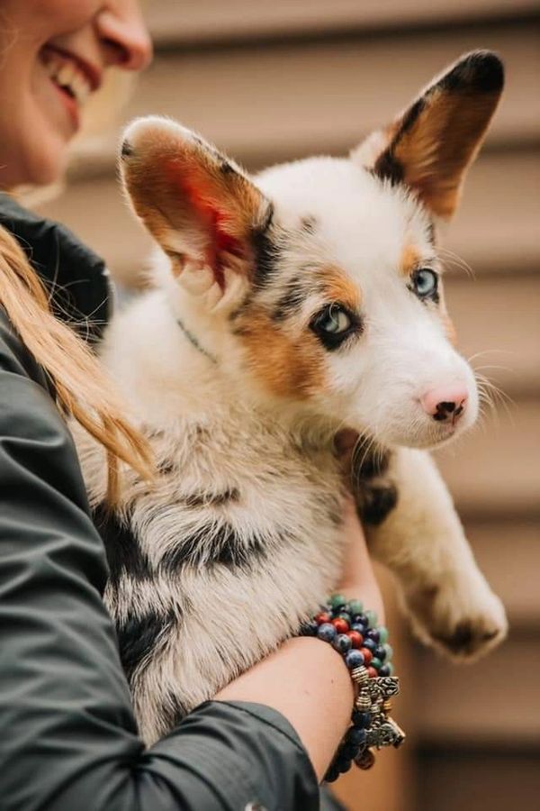 Blue eyed corgis