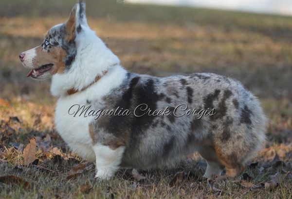 Blue Merle Corgis
