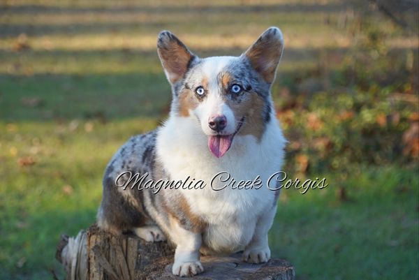 Blue merle corgis for sale