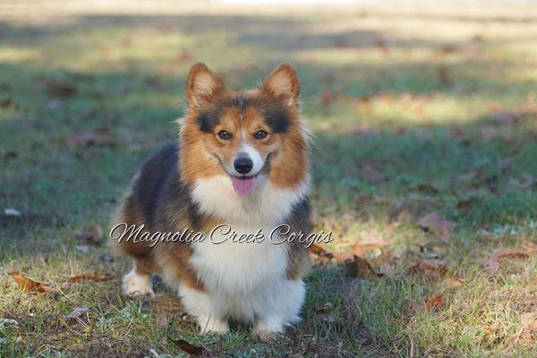 fluffy corgi breeder