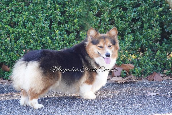 Fluffy Pembroke for sale.