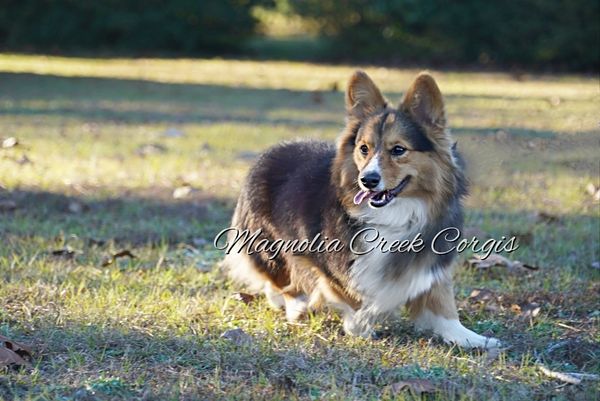Fluffy Corgi