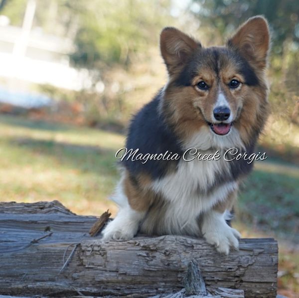Fluffy Corgi breeder.