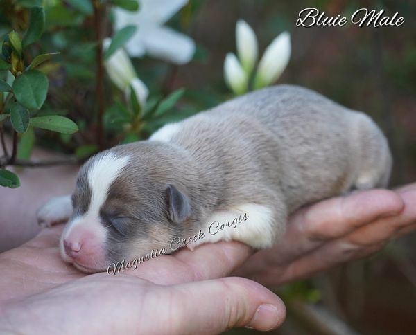 Corgi puppy for sale
