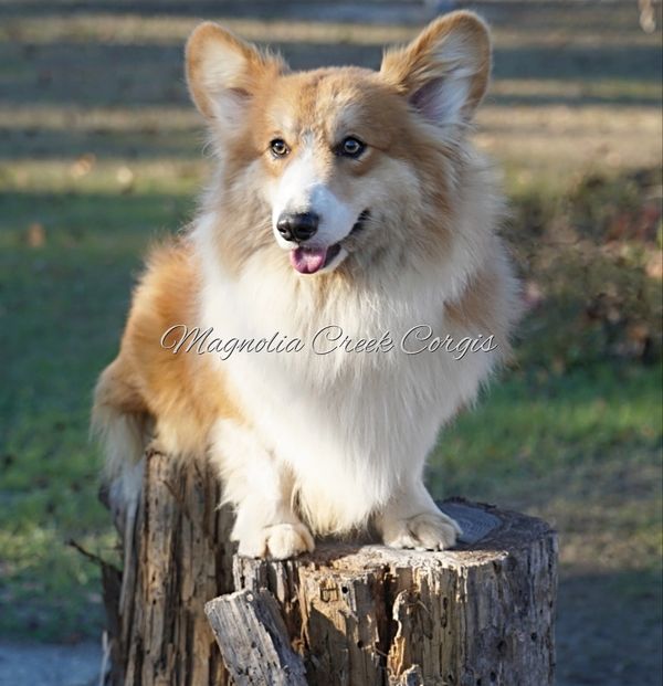 Fluffy Pembroke Welsh Corgi