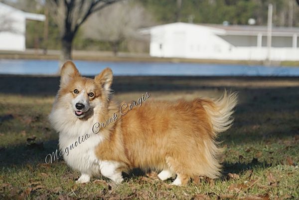 Fluffy Pembroke