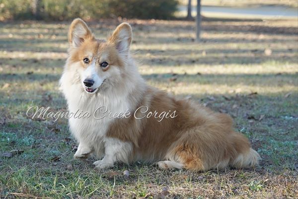 Fluffy Corgi Breeder