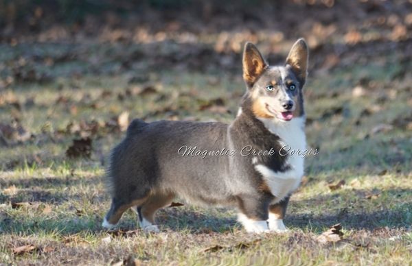Bluie Corgi for sale.