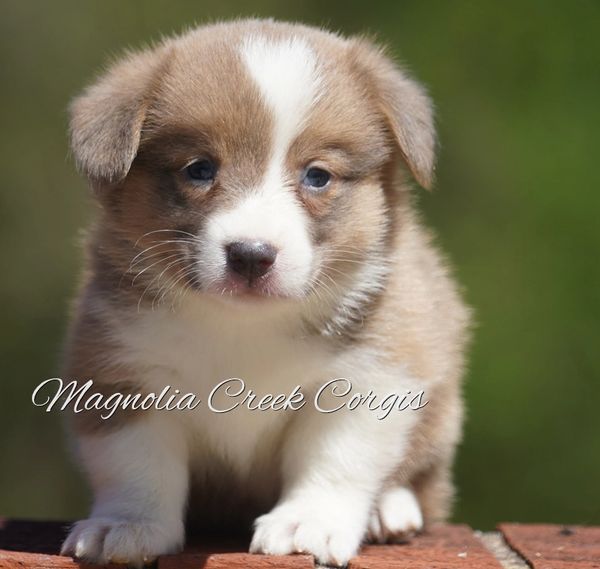 Corgi puppy for sale.