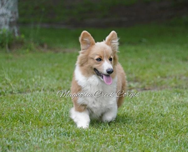 Fluffy Corgi for sale.