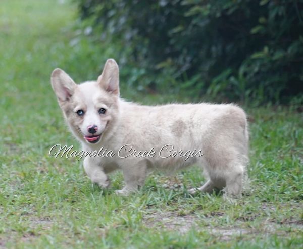 Corgi puppy for sale