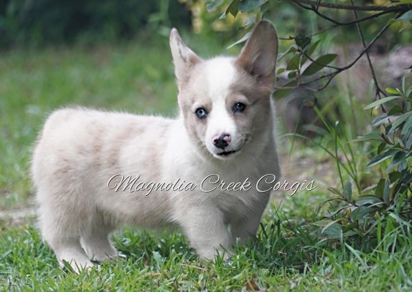 Merle corgi