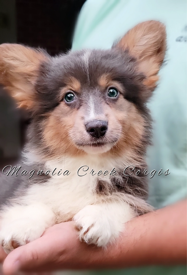 Fluffy Corgi puppy for adoption