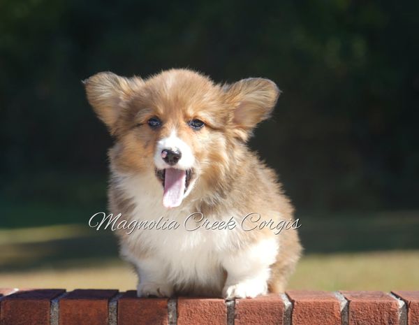 Fluffy Corgi puppy for sale.