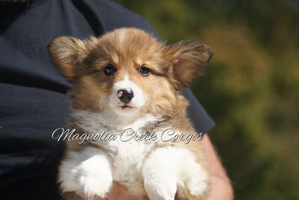 Fluffy Corgi puppies
