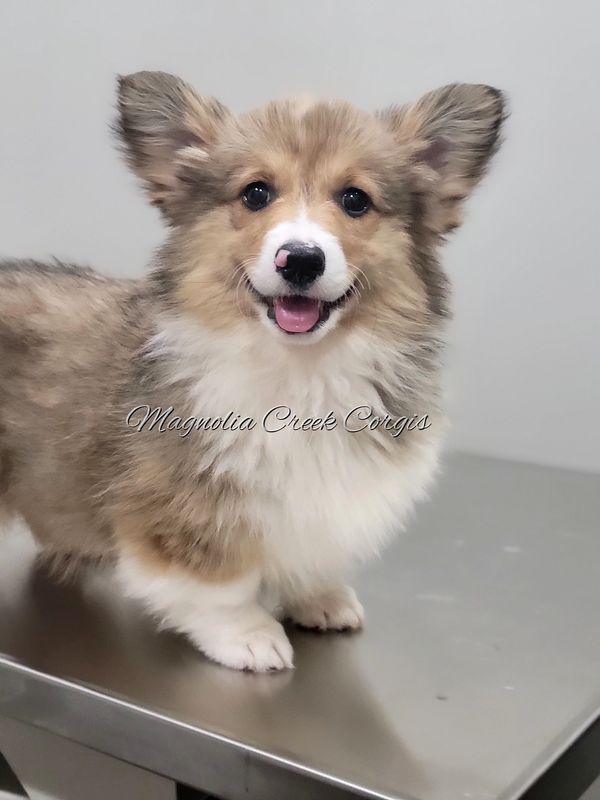 Sable Fluffy Corgi Puppy.