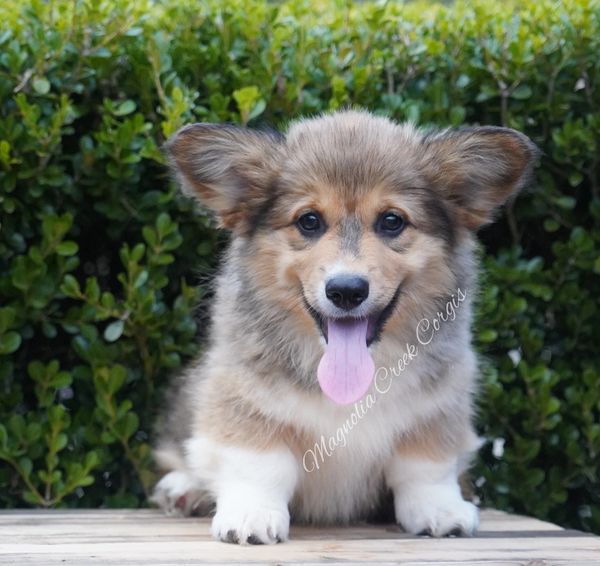 Fluffy Corgi puppy