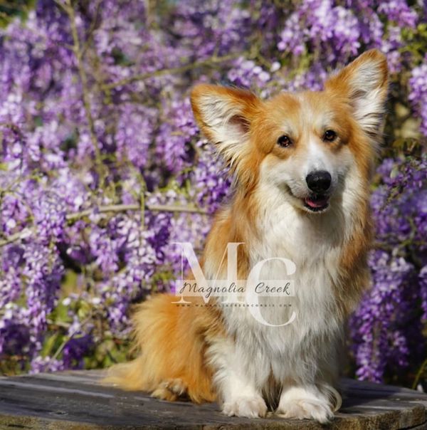 Fluffy Pembroke