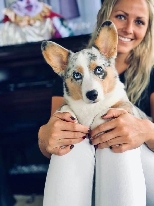 Blue Merle corgi
