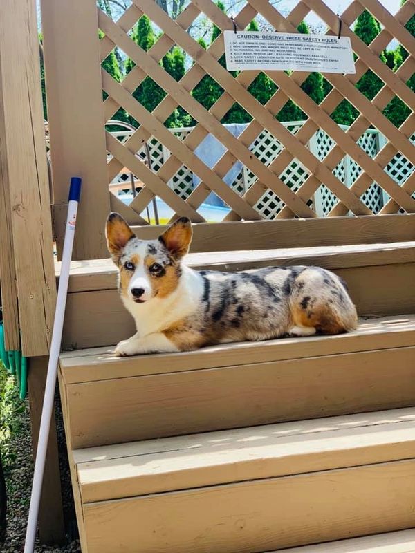 Blue merle corgi for adoption