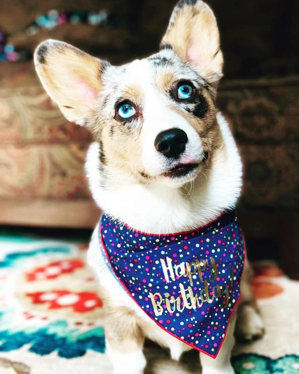 Blue merle corgi breeder.