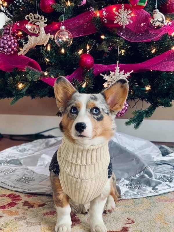 Corgi puppy for sale