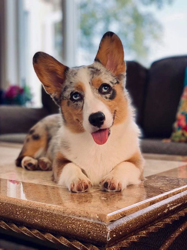 Blue Merle Corgi for sale